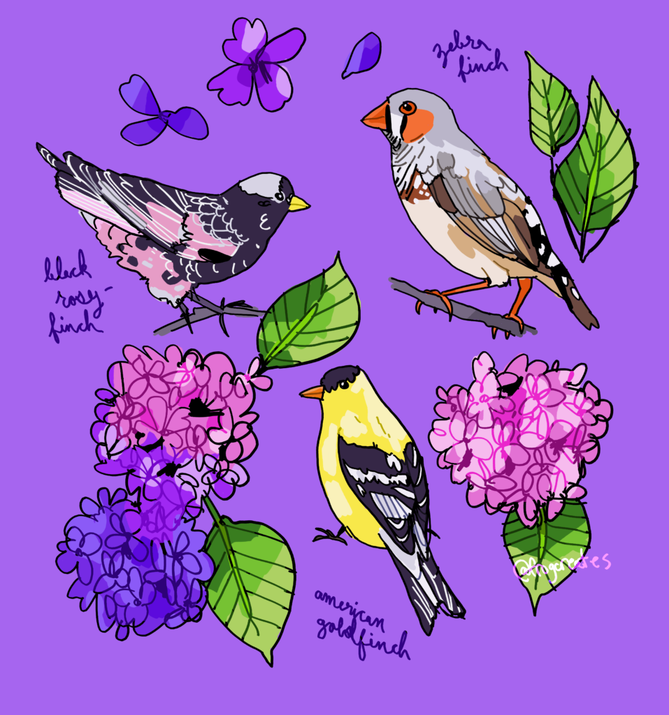 Three digitally illustrated finches (a zebra finch, a black rosy-finch, and an American goldfinch) with hydrangea flowers on a purple background.