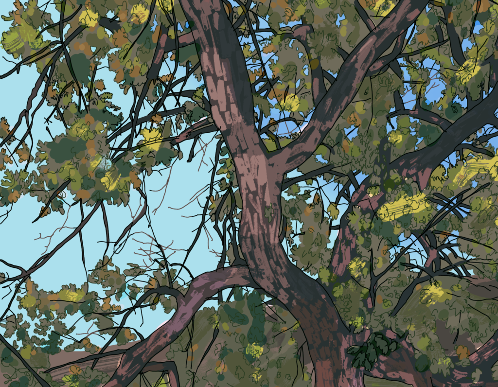 A digital illustration of the top part of an oak tree.