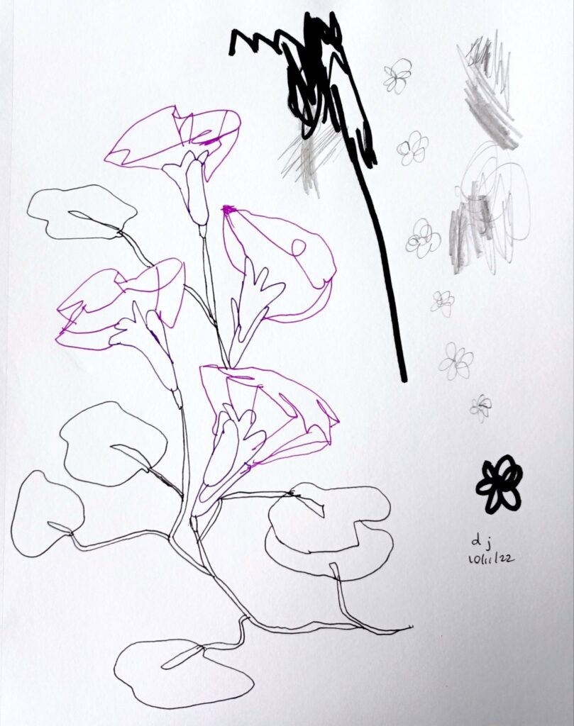 A pen and marker drawing in a sketchbook of a morning glory vine.