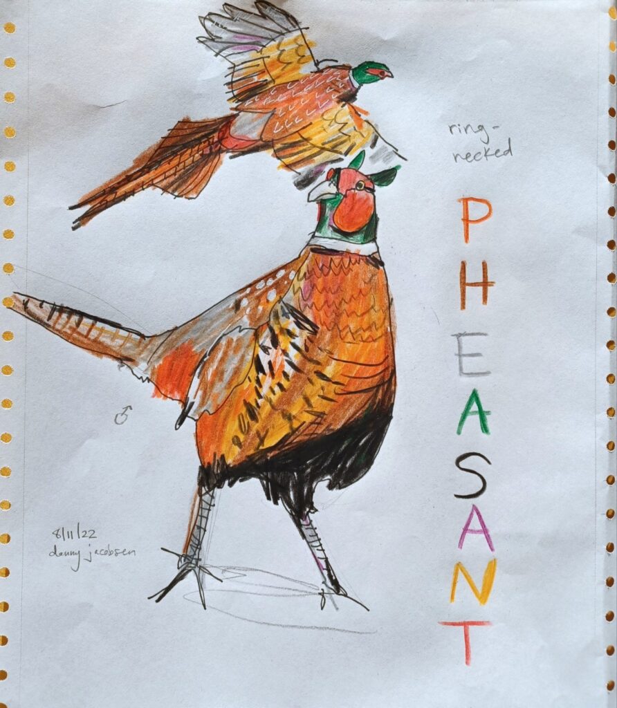 A colored pencil illustration of a ring-necked pheasant standing and flying.